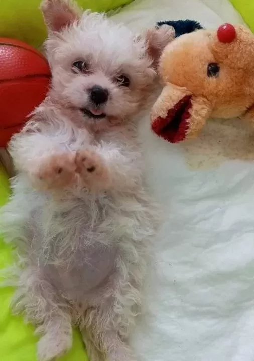 Antialerjik Maltipoo Yavruları