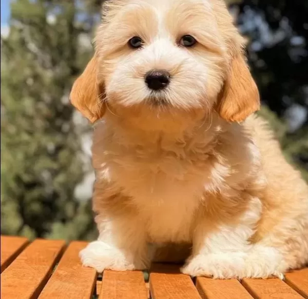 Antialerjik Maltipoo Yavruları