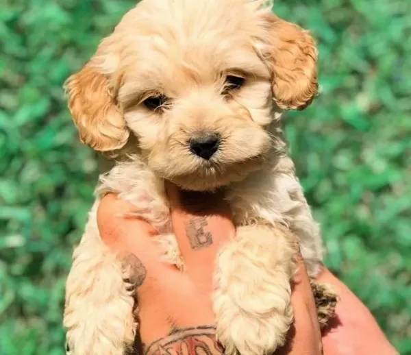 Antialerjik Maltipoo Yavruları