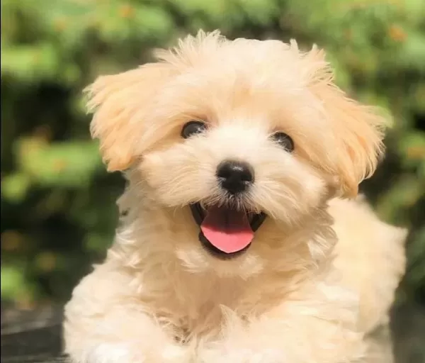 Antialerjik Maltipoo Yavruları