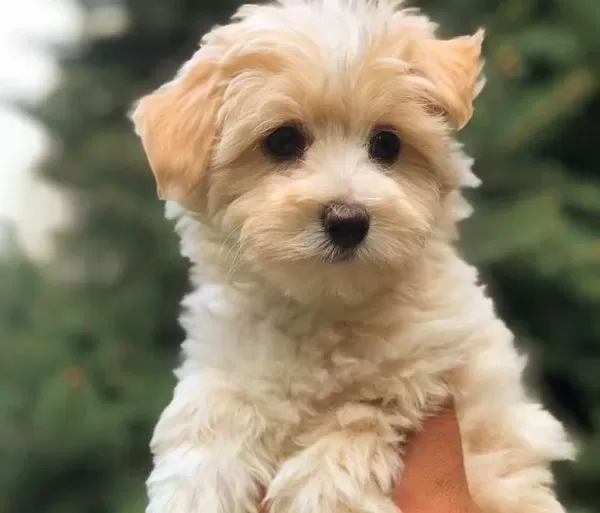 Antialerjik Maltipoo Yavruları