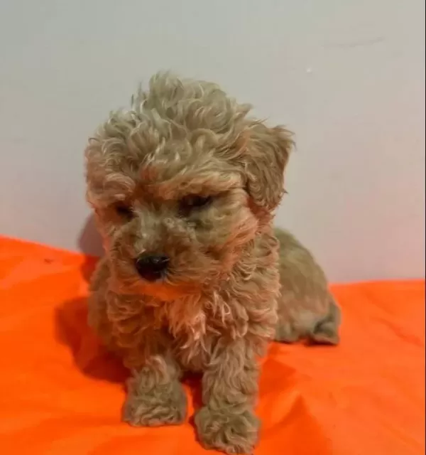 Eğitimli Maltipoo Yavrularımız