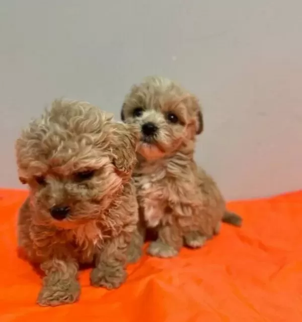 Eğitimli Maltipoo Yavrularımız