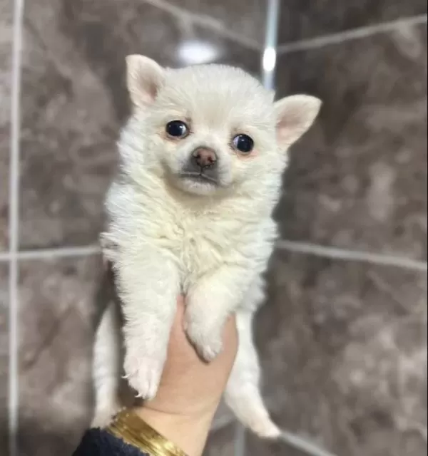Beyaz Pomeranian Yavrumuz