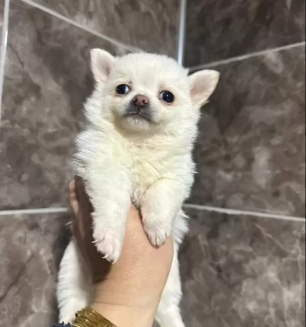 Beyaz Pomeranian Yavrumuz
