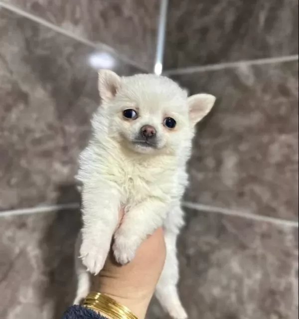 Beyaz Pomeranian Yavrumuz
