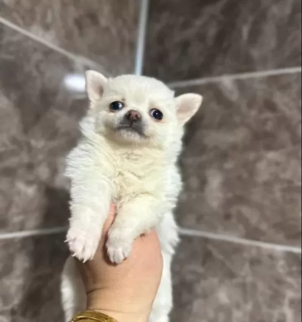 Beyaz Pomeranian Yavrumuz