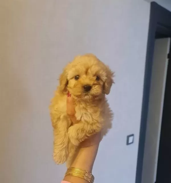 Teacup Minnaklarım Teslime Hazır