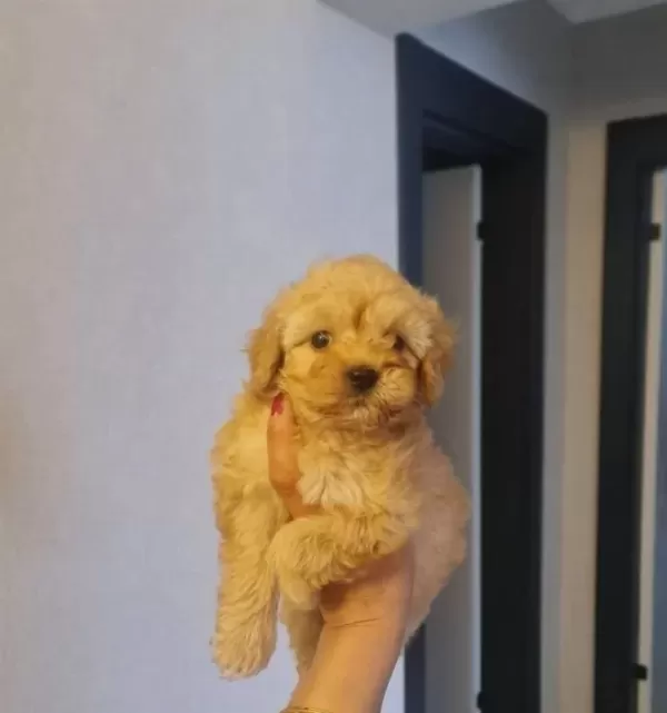 Teacup Minnaklarım Teslime Hazır