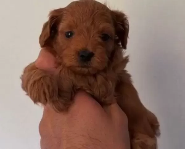 Toy Poodle Sevimli Yavrular