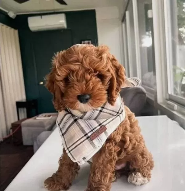 Toy Poodle Sevimli Yavrular