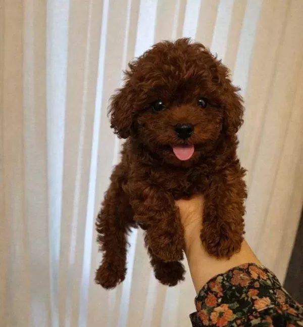 Toy Poodle Sevimli Yavrular