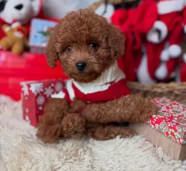 Tatlis Toy Poodle Bebeklerim
