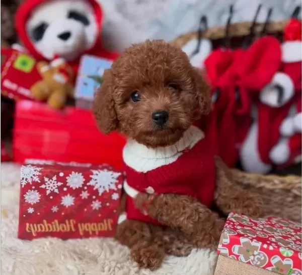 Tatlis Toy Poodle Bebeklerim