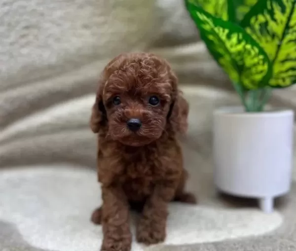 Red Brown Mukemmel Toy Poodle Bebeklerimiz