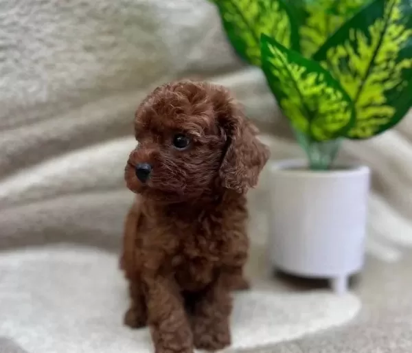 Red Brown Mukemmel Toy Poodle Bebeklerimiz