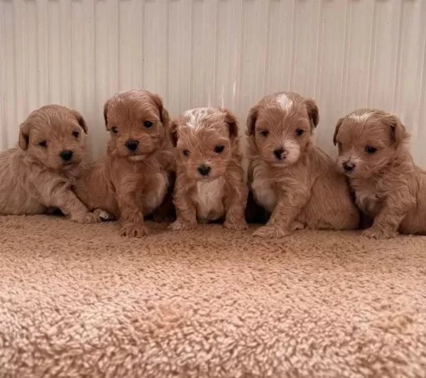 Teacup Boy Ev Dogumlu Maltipoo Bebekler