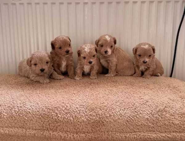 Teacup Boy Ev Dogumlu Maltipoo Bebekler