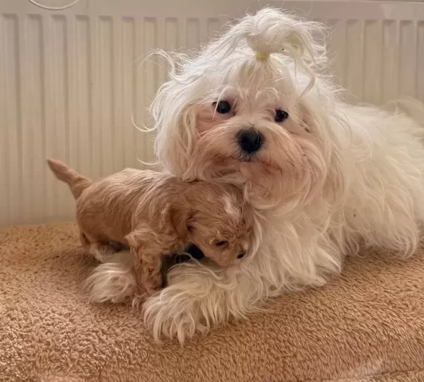 Teacup Boy Ev Dogumlu Maltipoo Bebekler