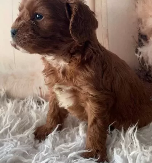 Kızıl Kürk Dokulu Sosyal Kelebek Maltipoo Yavrumuz