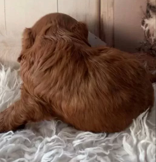 Kızıl Kürk Dokulu Sosyal Kelebek Maltipoo Yavrumuz