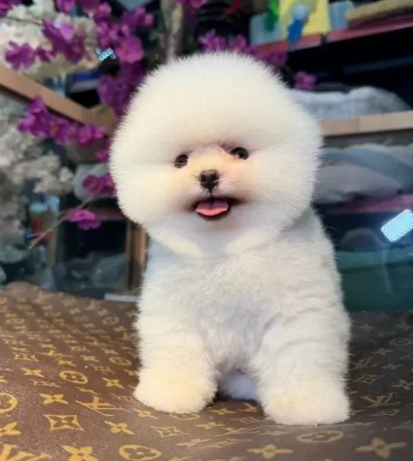 Kartopu Suratlı Secereli Pomeranian Boo