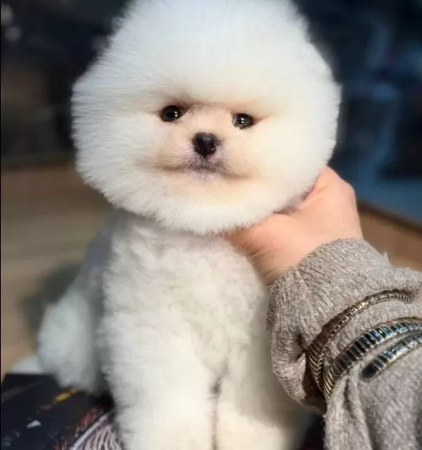 Kartopu Suratlı Secereli Pomeranian Boo