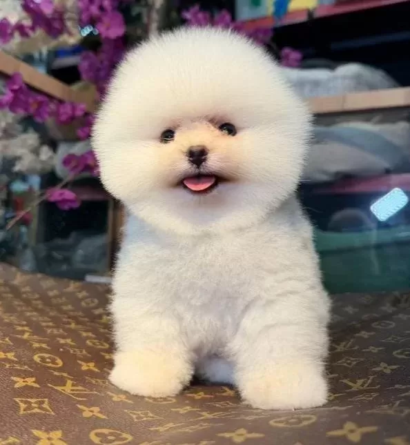 Kartopu Suratlı Secereli Pomeranian Boo