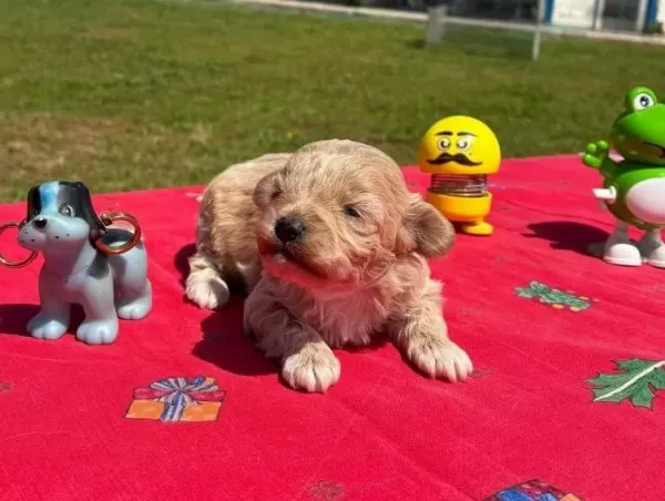Mini Sevimli Maltipoo
