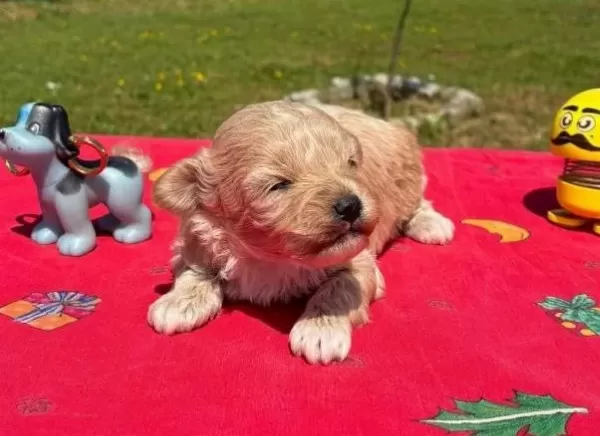Mini Sevimli Maltipoo