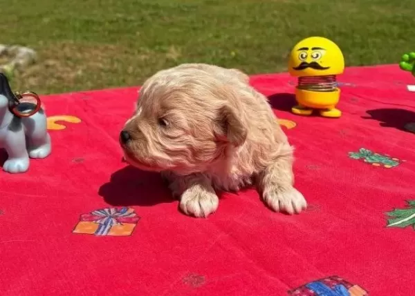 Mini Sevimli Maltipoo