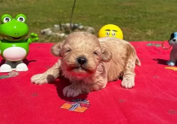 Mini Sevimli Maltipoo