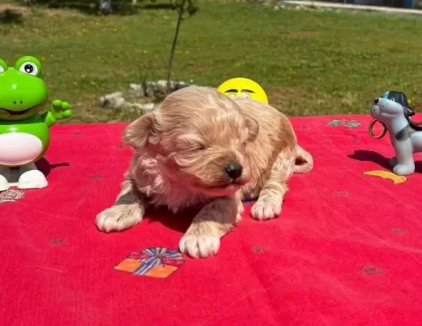 Mini Sevimli Maltipoo