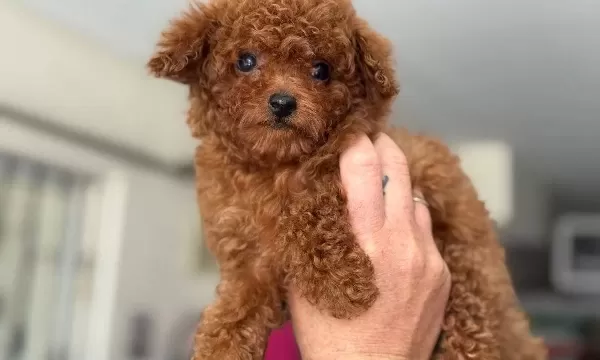 Show Kalite Mikro Poodle