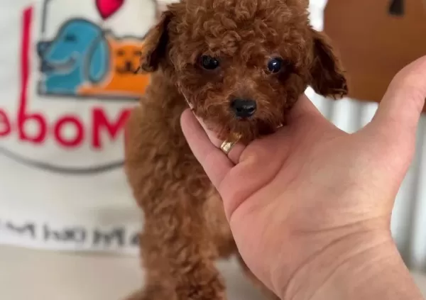 Show Kalite Mikro Poodle