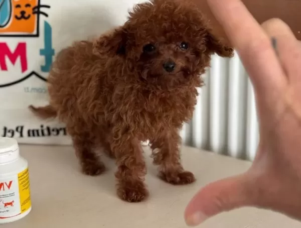 Show Kalite Mikro Poodle