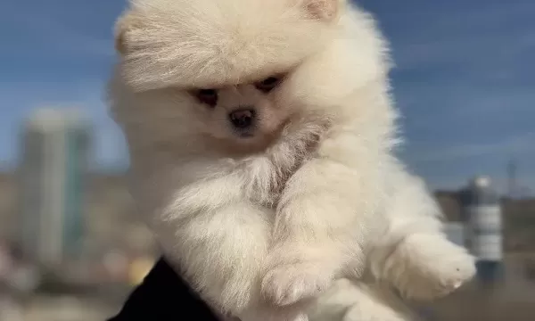 Ayı Surat Teddy Face Pomeranian Yavruları
