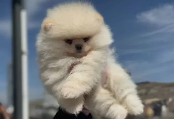 Ayı Surat Teddy Face Pomeranian Yavruları