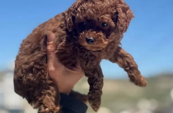 Darkbrown Karamel Tonlu Kore Toy Poodle Yavruları