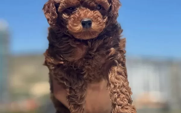 Darkbrown Karamel Tonlu Kore Toy Poodle Yavruları