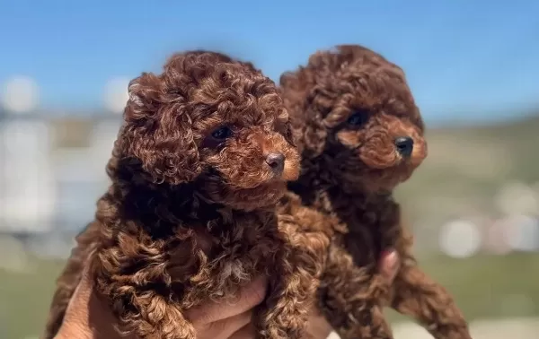 Darkbrown Karamel Tonlu Kore Toy Poodle Yavruları