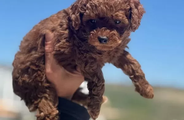 Darkbrown Karamel Tonlu Kore Toy Poodle Yavruları
