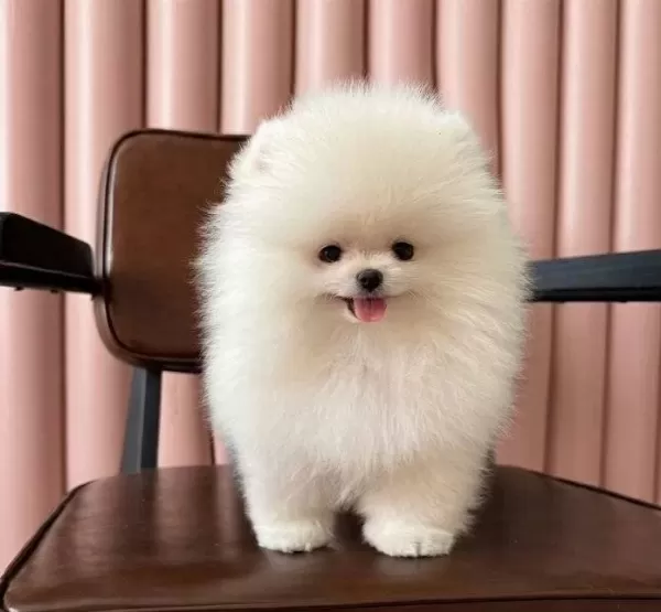 Bakanlık Onaylı Villadan Safkan Pomeranian Boo Bebekler