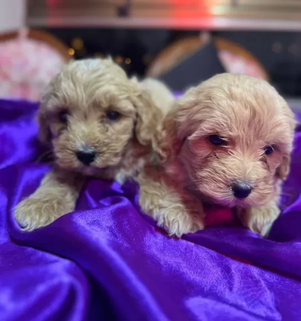 Bulut Yumusaklıgında Mini Maltipoo