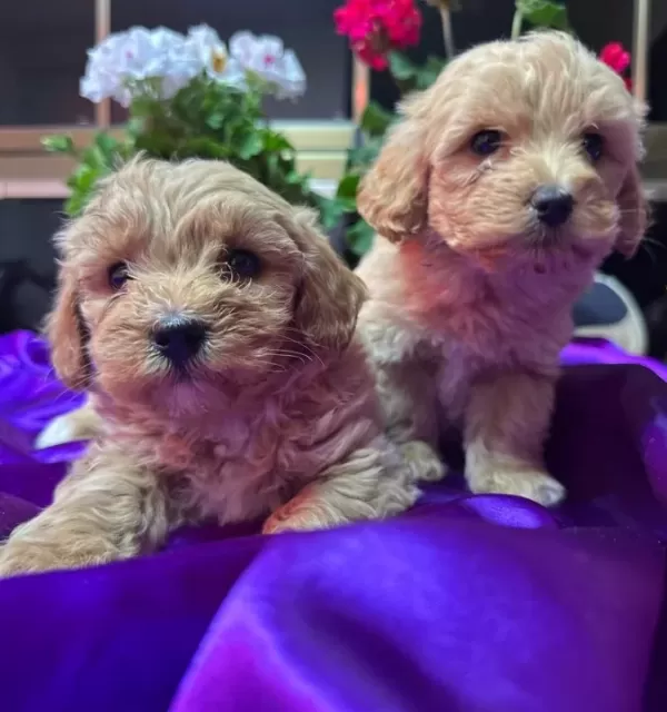 Bulut Yumusaklıgında Mini Maltipoo