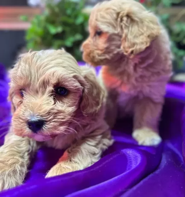Bulut Yumusaklıgında Mini Maltipoo