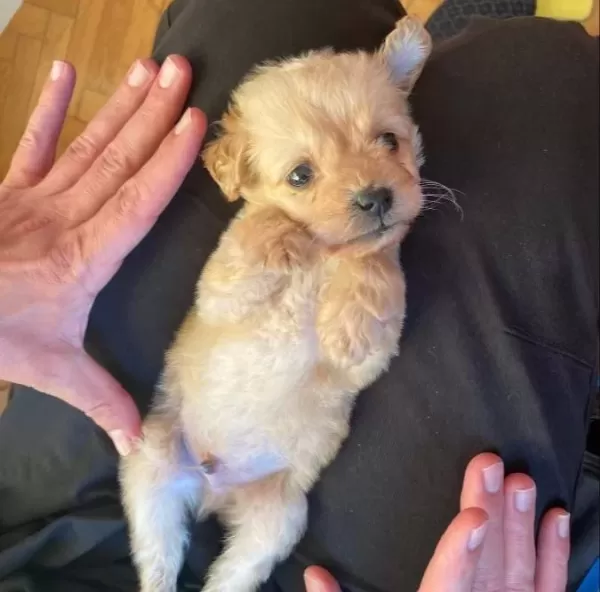 2 5 Aylık Kucuk Boy Maltipoo
