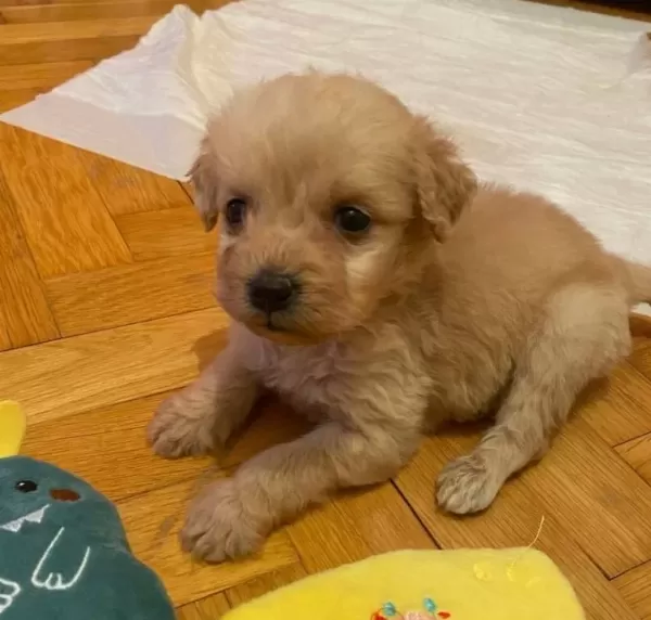 2 5 Aylık Kucuk Boy Maltipoo