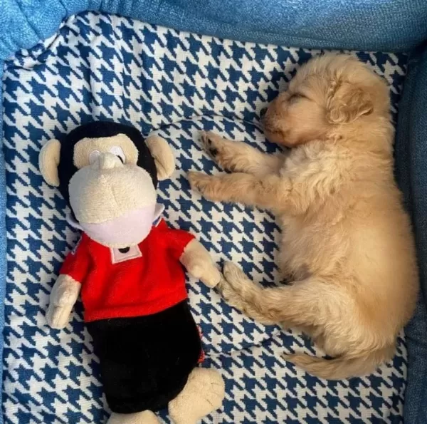 2 5 Aylık Kucuk Boy Maltipoo