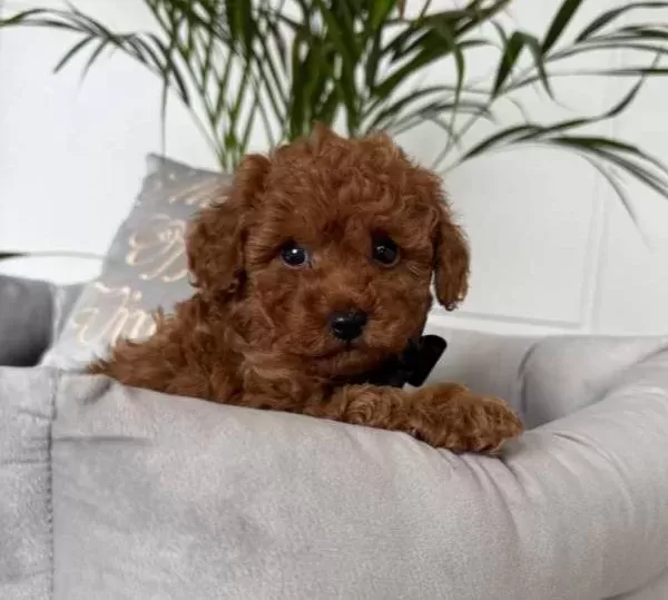 Kıvırcık Kurklu Poodle